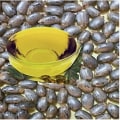 Understanding Biodegradability: Exploring the Uses and Benefits of Bio Diesel