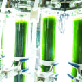 Mechanical Pressing for Producing Bio Diesel from Algae