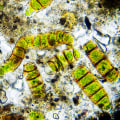 Genetic Engineering for Higher Lipid Production: Unlocking the Potential of Bio Diesel from Algae