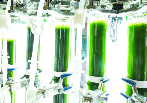 Mechanical Pressing for Producing Bio Diesel from Algae