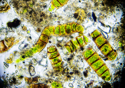 Genetic Engineering for Higher Lipid Production: Unlocking the Potential of Bio Diesel from Algae